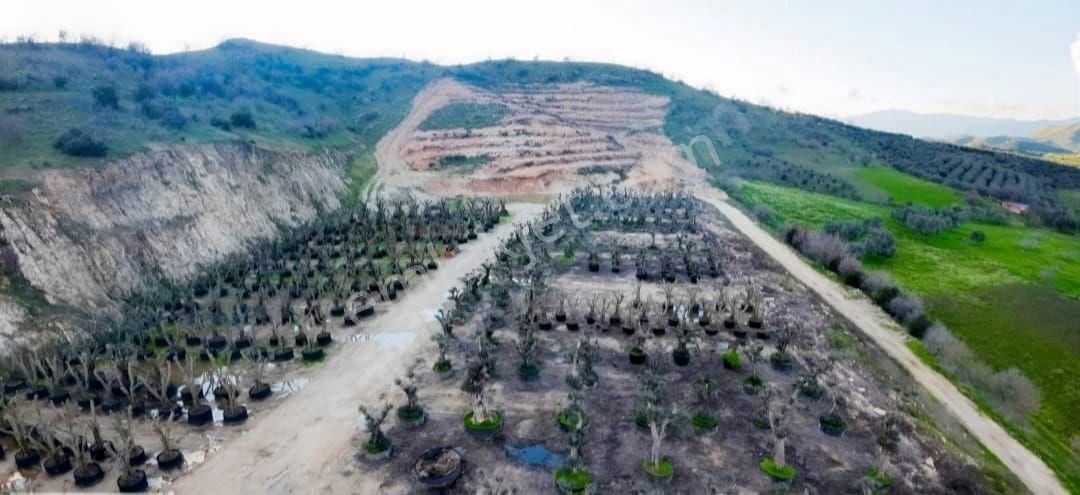 Ödemiş Kaymakçı'da Üretime Hazır 37.765 M² Satılık Verimli Tarla