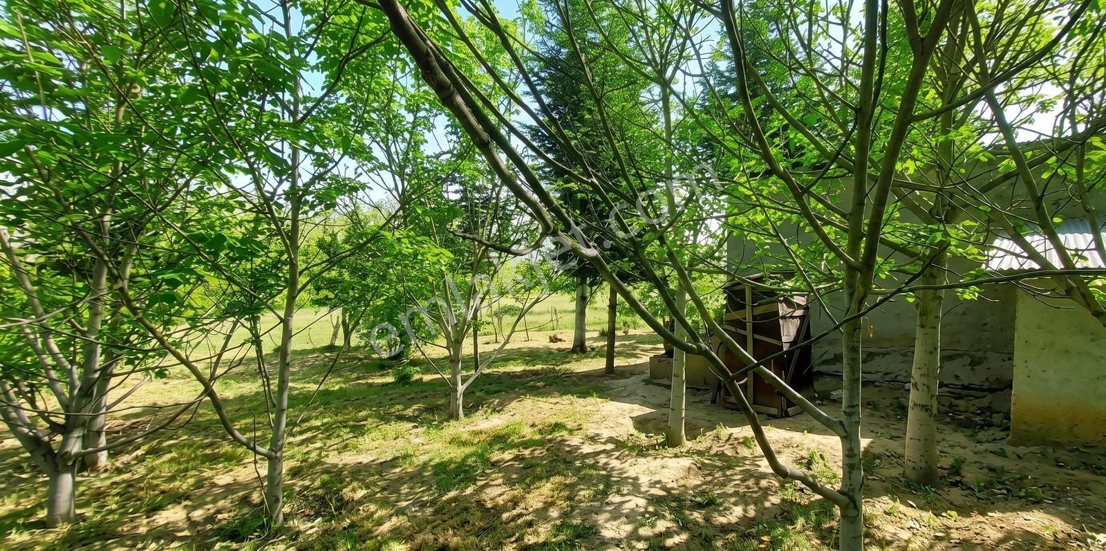 Burç Köyünde Evli Elektrikli Sulu 5238m² Kupon Tarla - Görsel 4