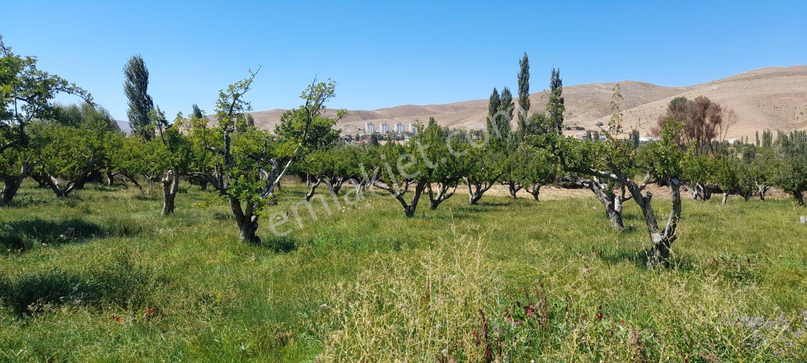 Bademdere'de Yola Sıfır, Elektrikli, 16 Dönüm Meyve - Görsel 10