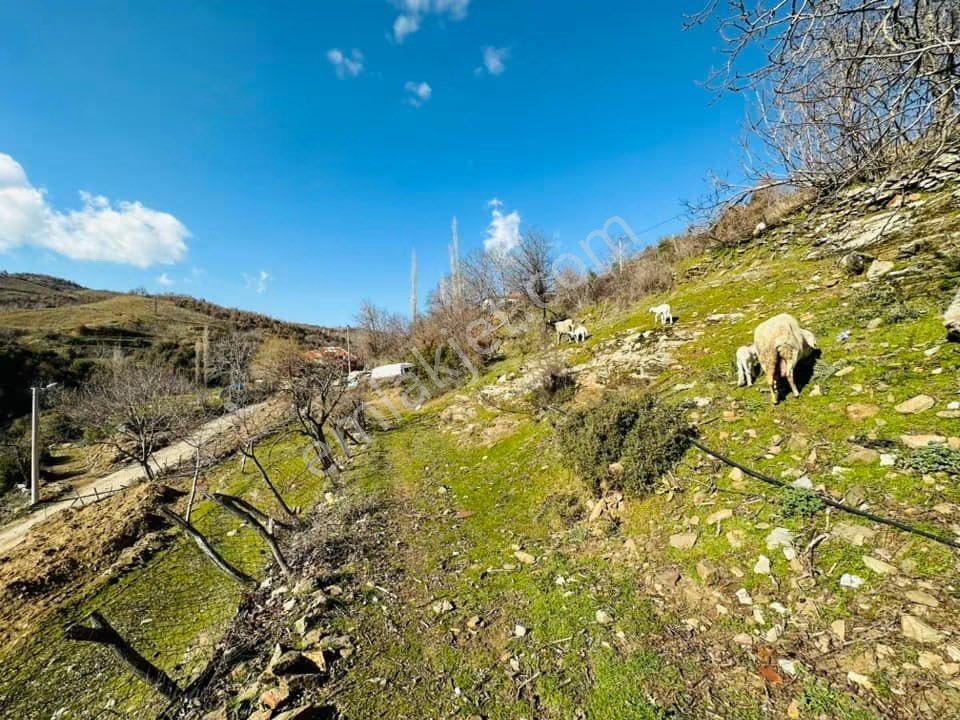 Tire Satılık Köy Evi 3850 M2 İçinde 4 Adet Ev Ve Tarla - Görsel 18