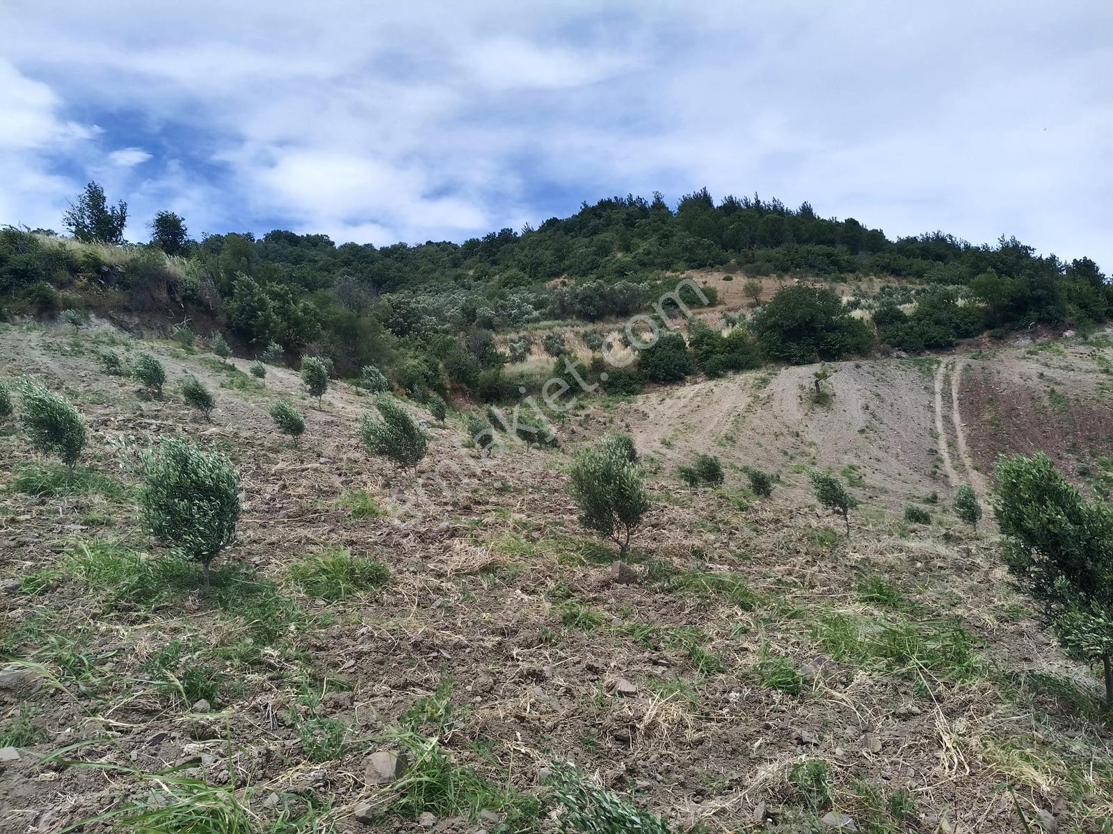 Muratlar'da Yola Cepheli 600 Ağaçlık Zeytinlik - Görsel 28