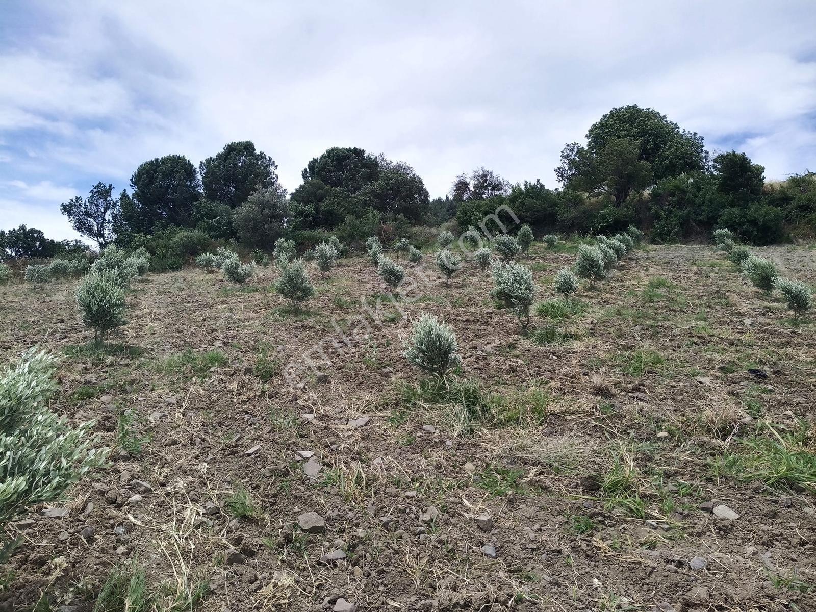 Muratlar'da Yola Cepheli 600 Ağaçlık Zeytinlik - Görsel 30
