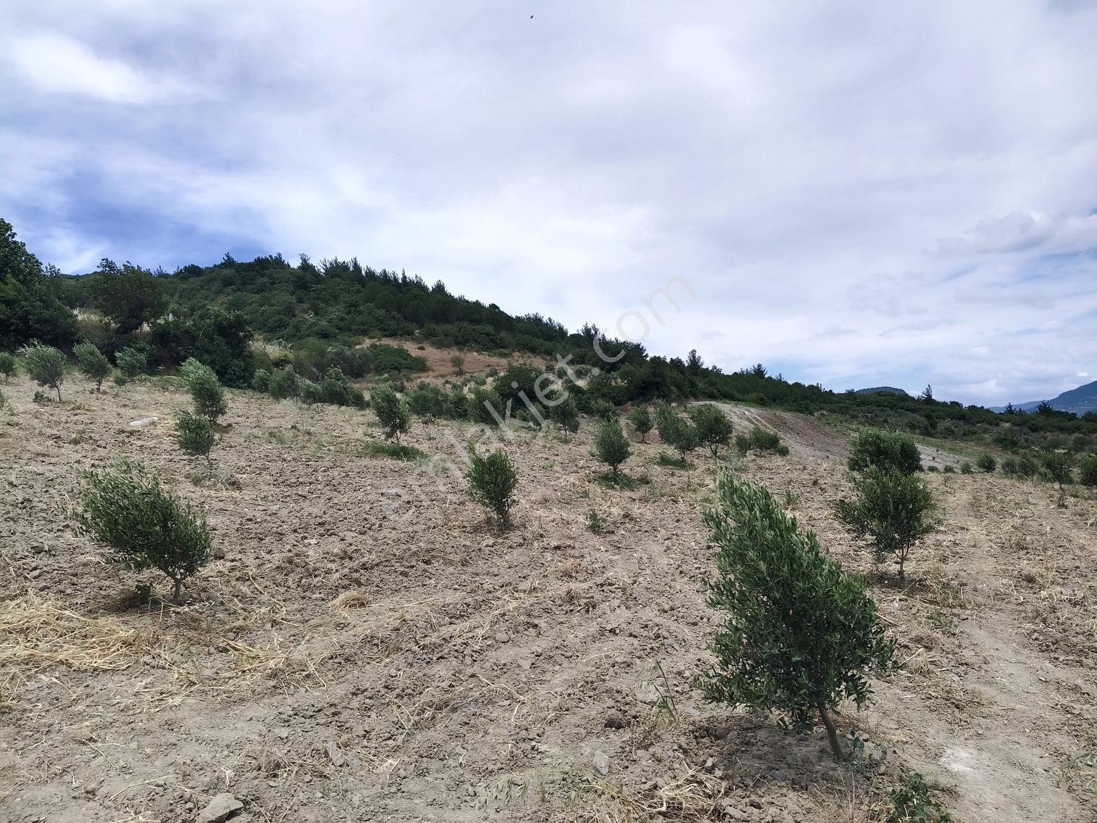 Muratlar'da Yola Cepheli 600 Ağaçlık Zeytinlik - Görsel 17