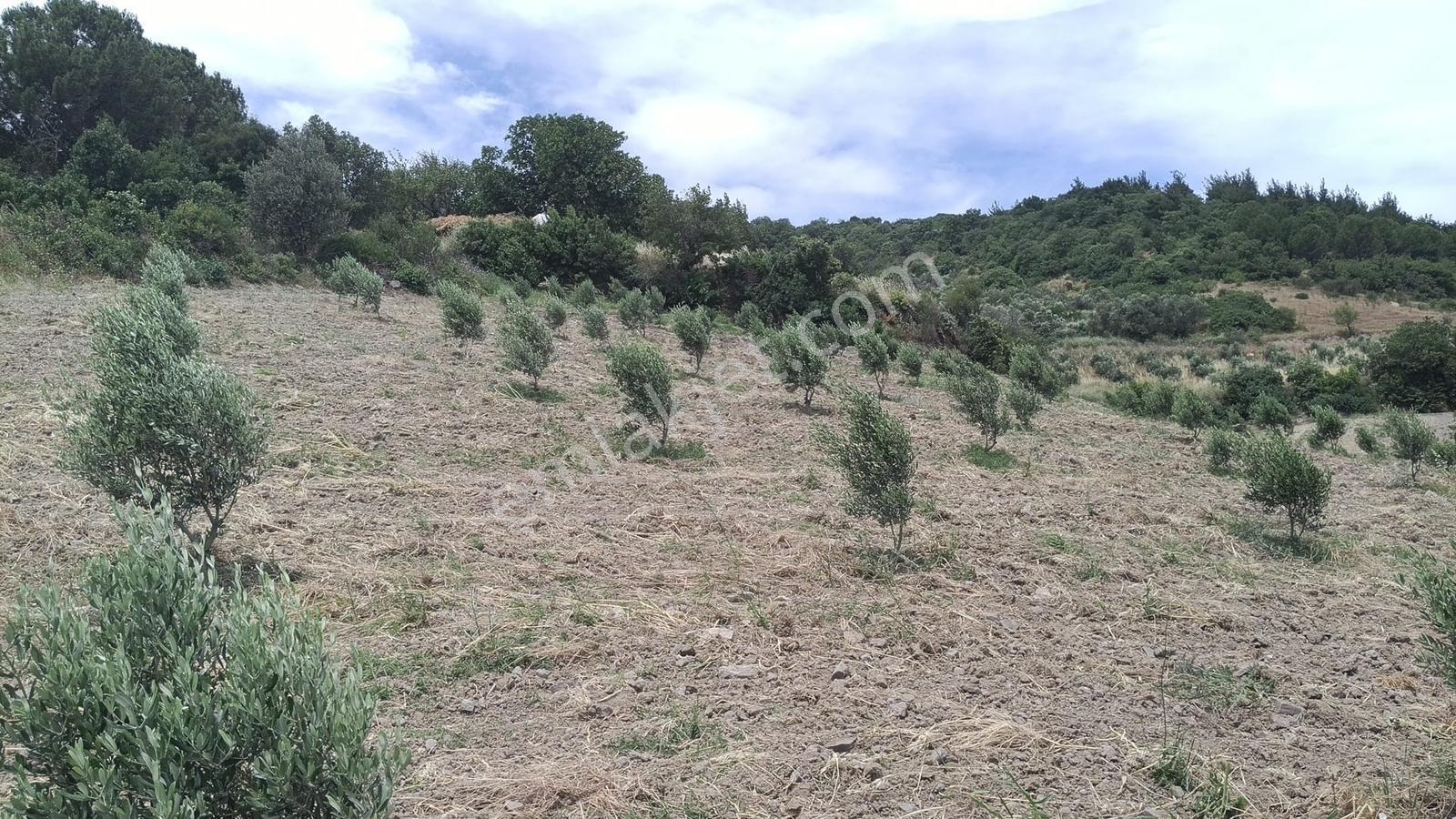 Muratlar'da Yola Cepheli 600 Ağaçlık Zeytinlik - Görsel 4