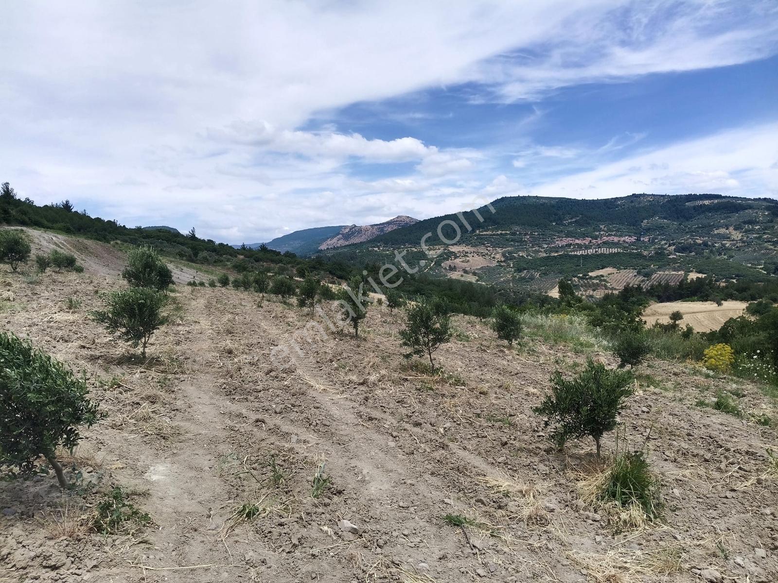 Muratlar'da Yola Cepheli 600 Ağaçlık Zeytinlik - Görsel 13