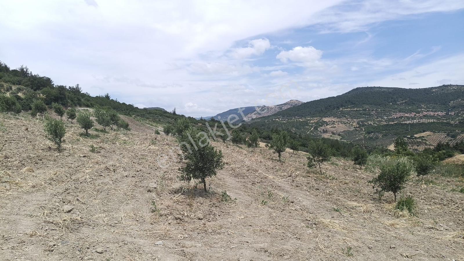 Muratlar'da Yola Cepheli 600 Ağaçlık Zeytinlik - Görsel 24