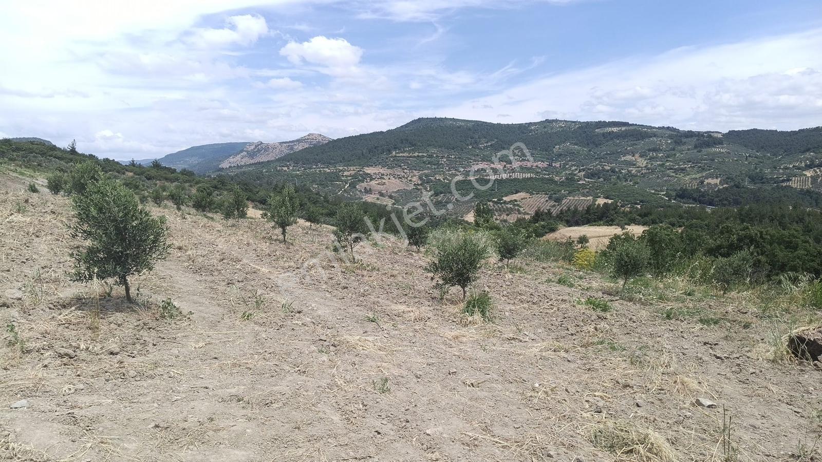 Muratlar'da Yola Cepheli 600 Ağaçlık Zeytinlik - Görsel 22