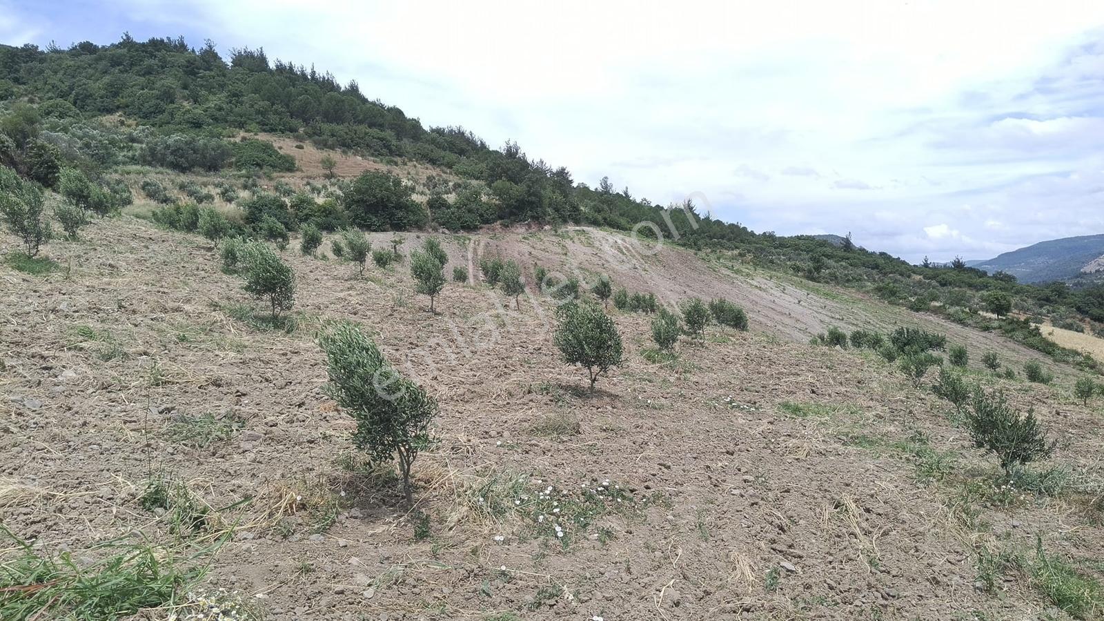 Muratlar'da Yola Cepheli 600 Ağaçlık Zeytinlik - Görsel 29