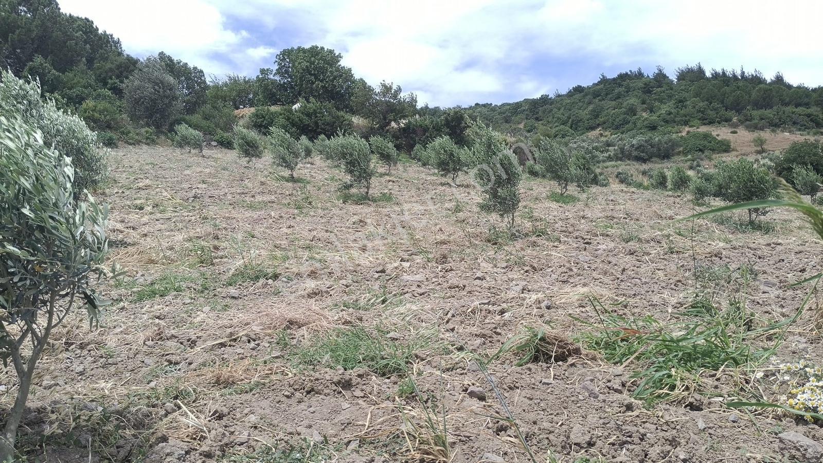 Muratlar'da Yola Cepheli 600 Ağaçlık Zeytinlik - Görsel 21