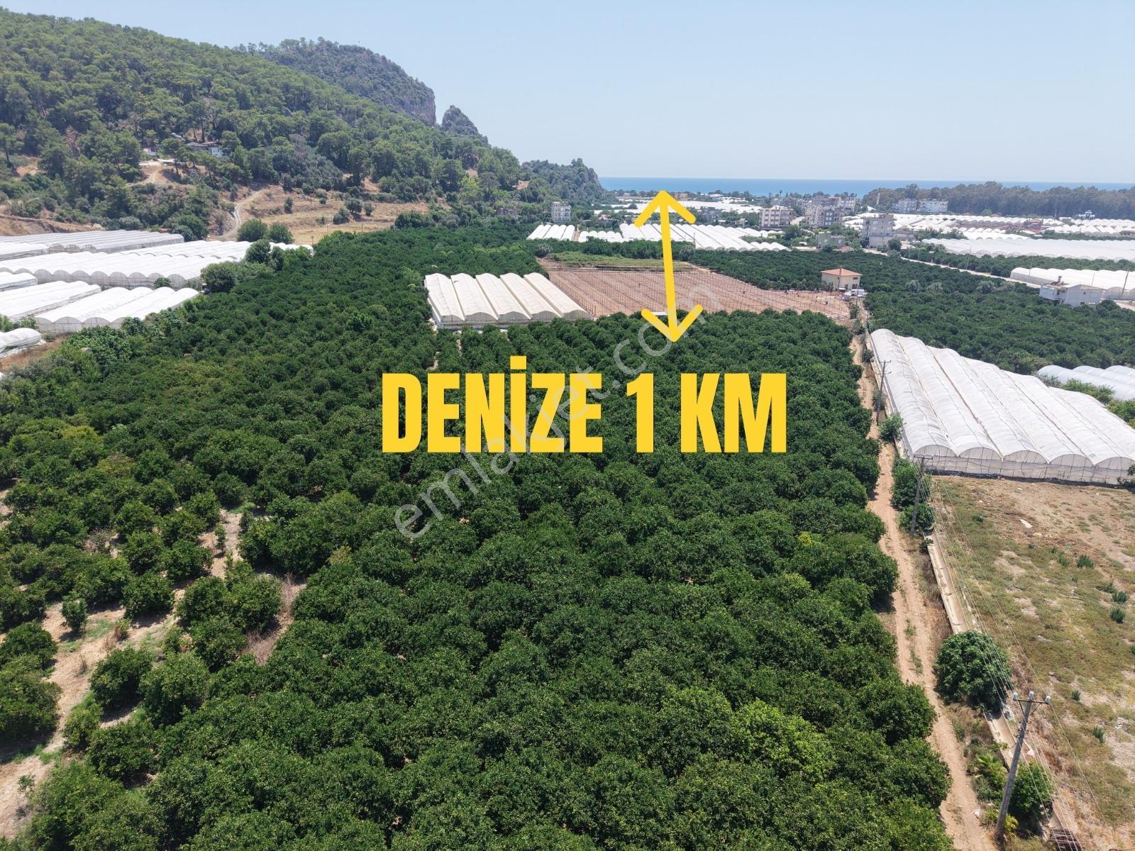 Kumluca Mavikent Yenicede Denize Yakın Bakımlı Meyve Bahçesi - Görsel 3