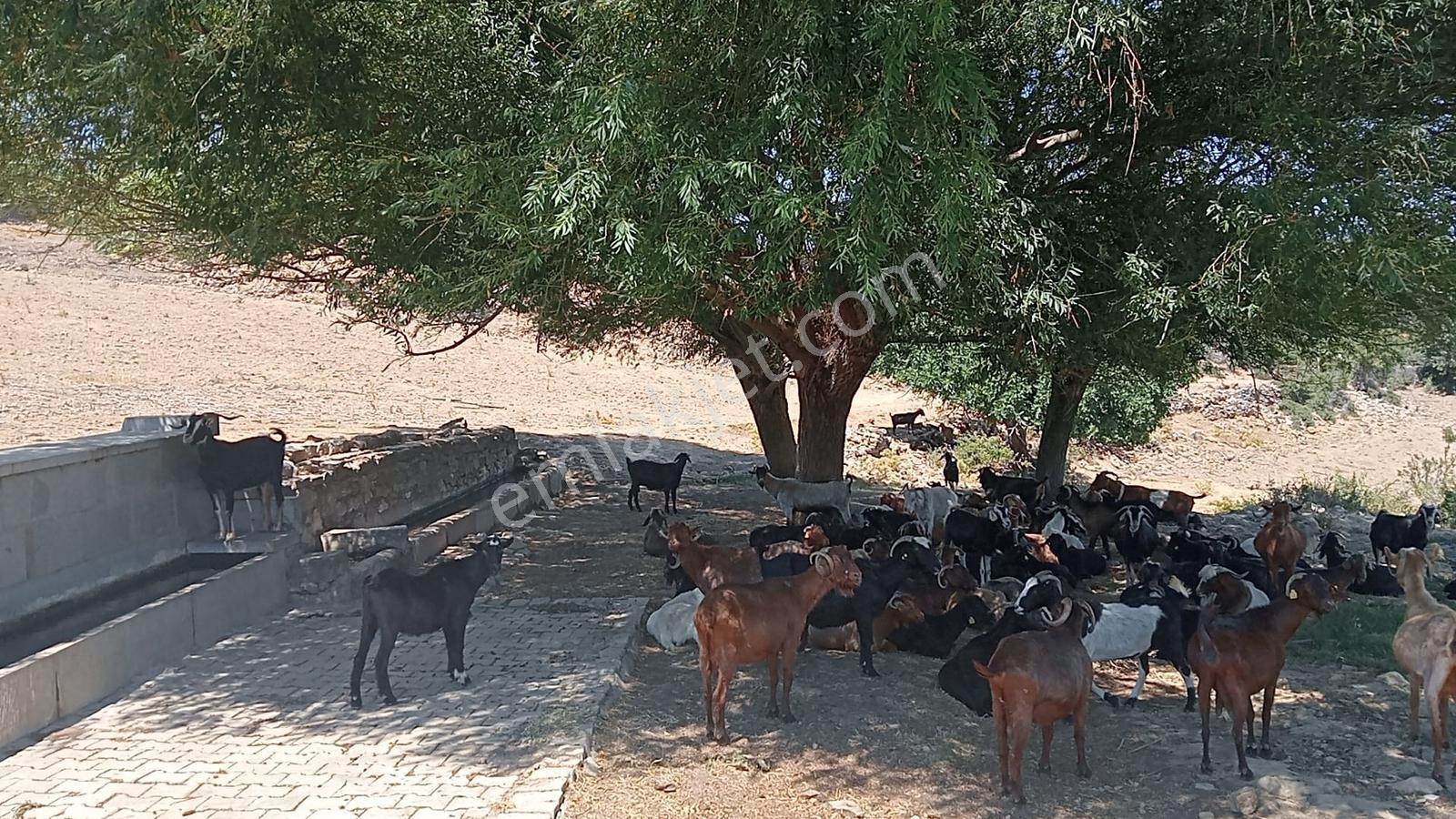 Çamoba Yaylasında Güneş Enerjisi Panali İçin Yatırmlık 9 Dekar T - Görsel 27