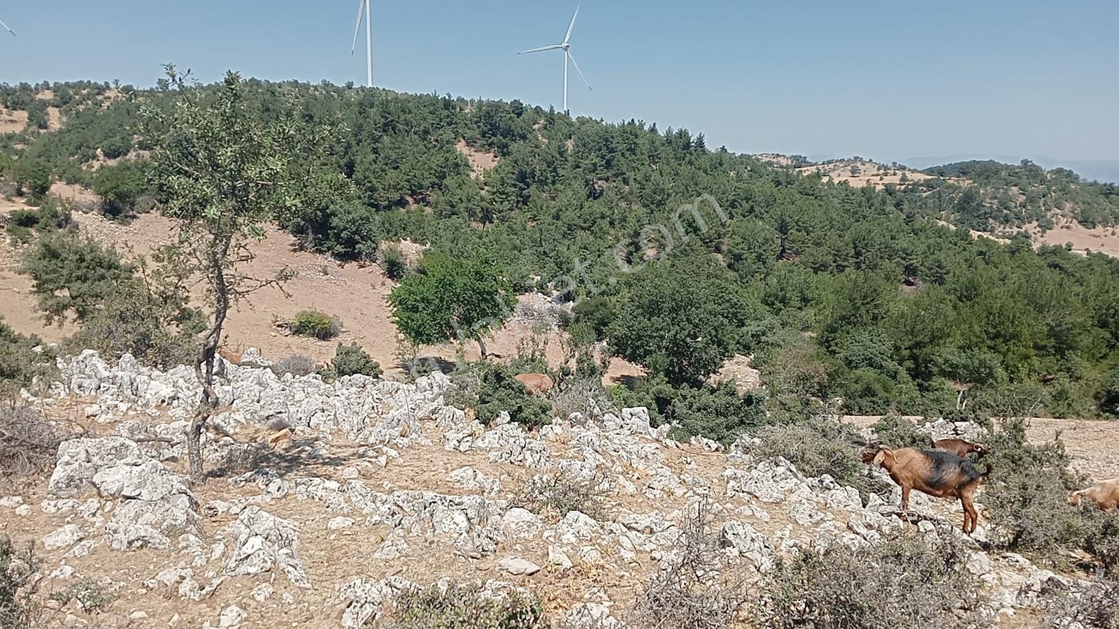 Çamoba Yaylasında Güneş Enerjisi Panali İçin Yatırmlık 9 Dekar T - Görsel 15