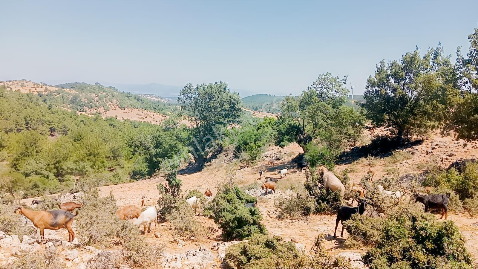 Çamoba Yaylasında Güneş Enerjisi Panali İçin Yatırmlık 9 Dekar T - Görsel 25