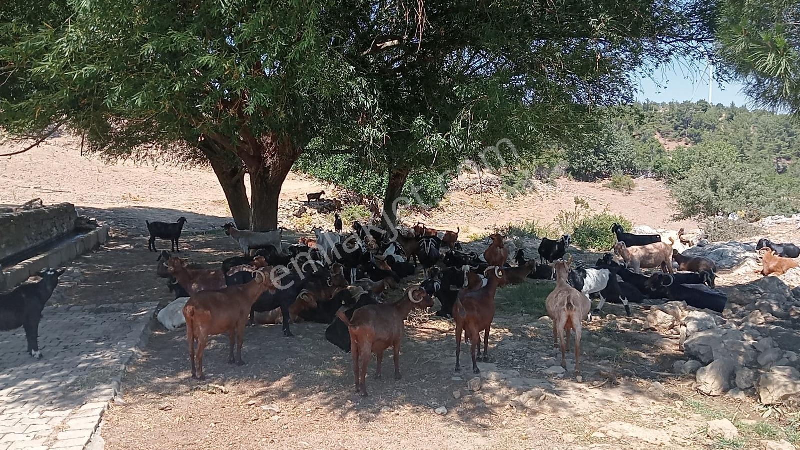 Çamoba Yaylasında Güneş Enerjisi Panali İçin Yatırmlık 9 Dekar T - Görsel 8