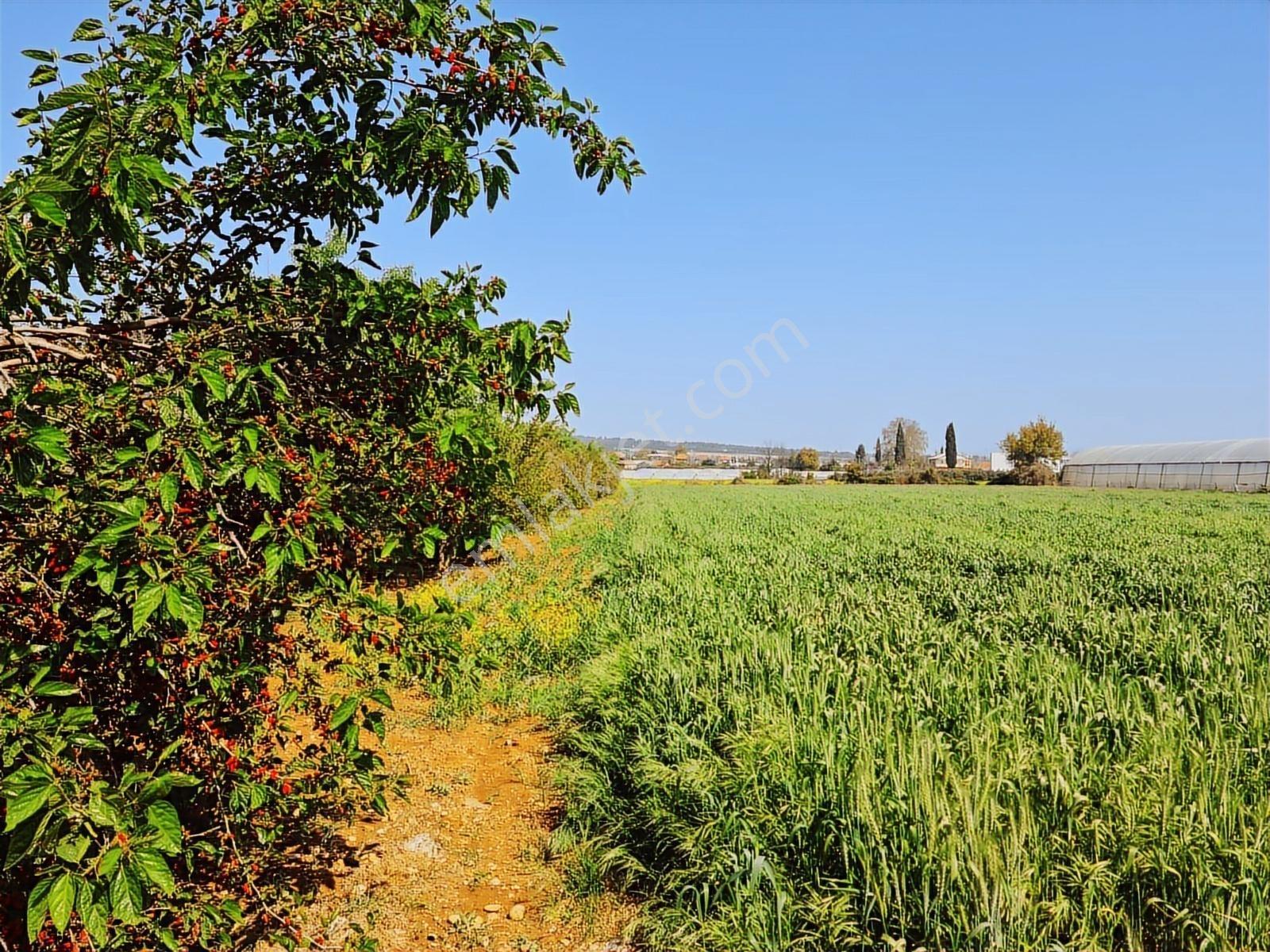 Komple Ticari Antalya Aksu Topallı Mah. Satılık Arazi 6520 M2. - Görsel 5