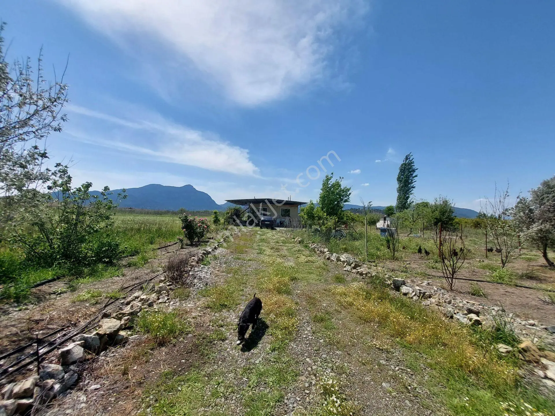 Muğla Ortaca Tepearasın Da 9 647 M2 Müstakil Arazi Kelepir Köy Ev Satılık