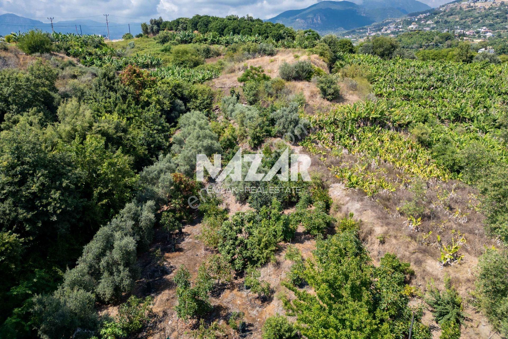 Alanya Kestel’de 1.309 M² Satılık Tarla / Bahçe - Görsel 10