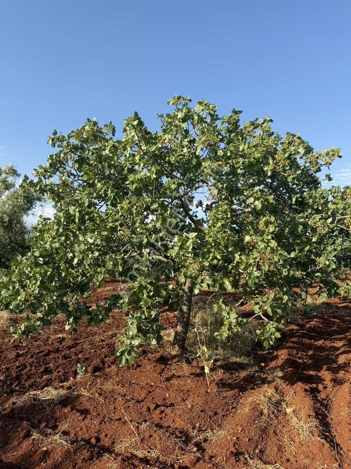 Nova Gayrimenkul'den Oğuzeli'nde Fıstık Zeytin - Görsel 14