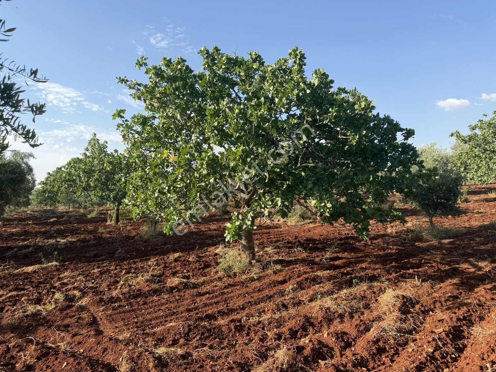 Nova Gayrimenkul'den Oğuzeli'nde Fıstık Zeytin