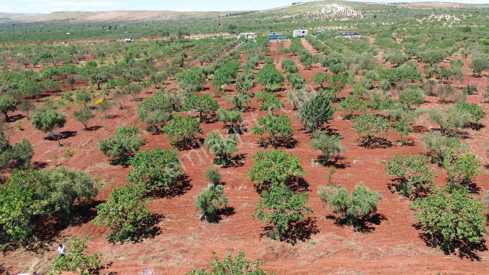 Nova Gayrimenkul'den Oğuzeli'nde Fıstık Zeytin - Görsel 2