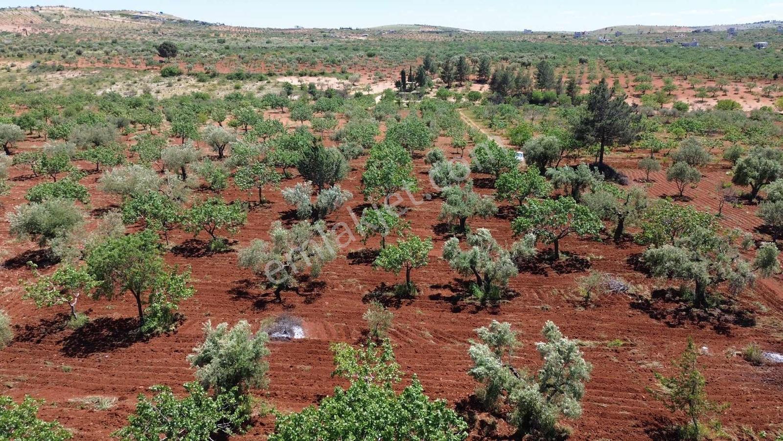 Nova Gayrimenkul'den Oğuzeli'nde Fıstık Zeytin - Görsel 18