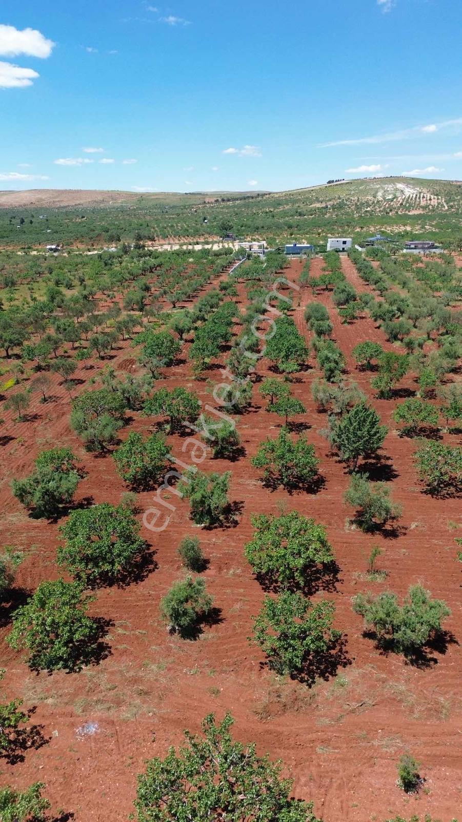 Nova Gayrimenkul'den Oğuzeli'nde Fıstık Zeytin - Görsel 24