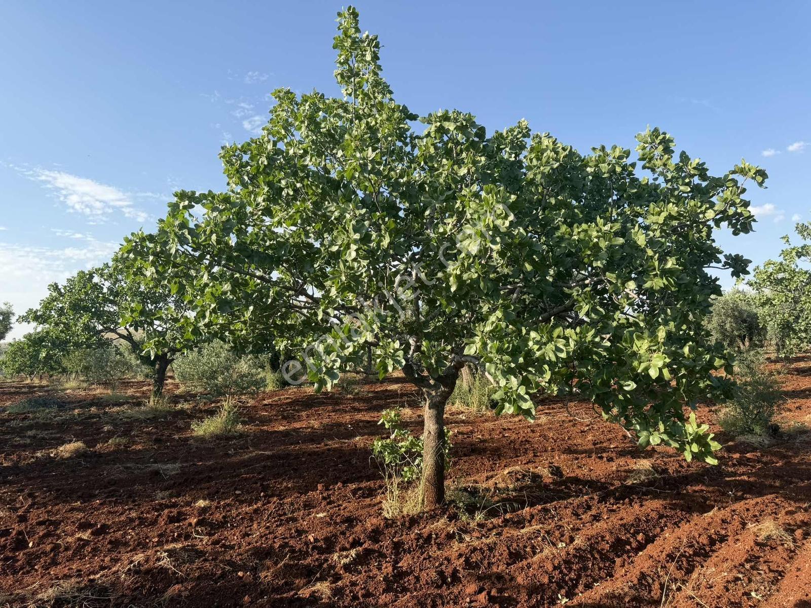 Nova Gayrimenkul'den Oğuzeli'nde Fıstık Zeytin - Görsel 20