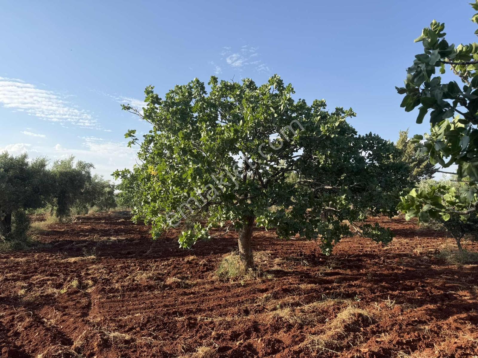 Nova Gayrimenkul'den Oğuzeli'nde Fıstık Zeytin - Görsel 12