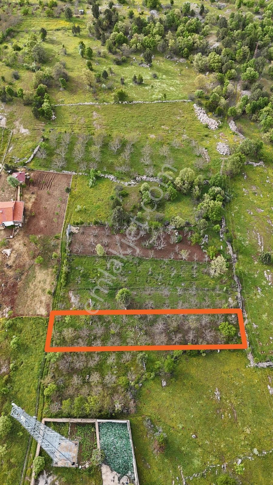Değirmenlik'te Satılık Fırsat Ceviz Bahçesi-elektrik Su Yol Var - Görsel 7