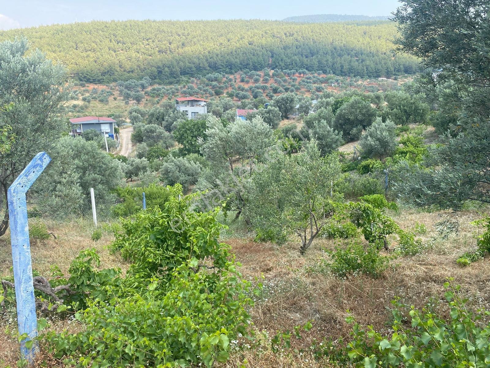 Ulucak İmar Alanına 650 Mt Uzaklıkta Satılık - Görsel 14