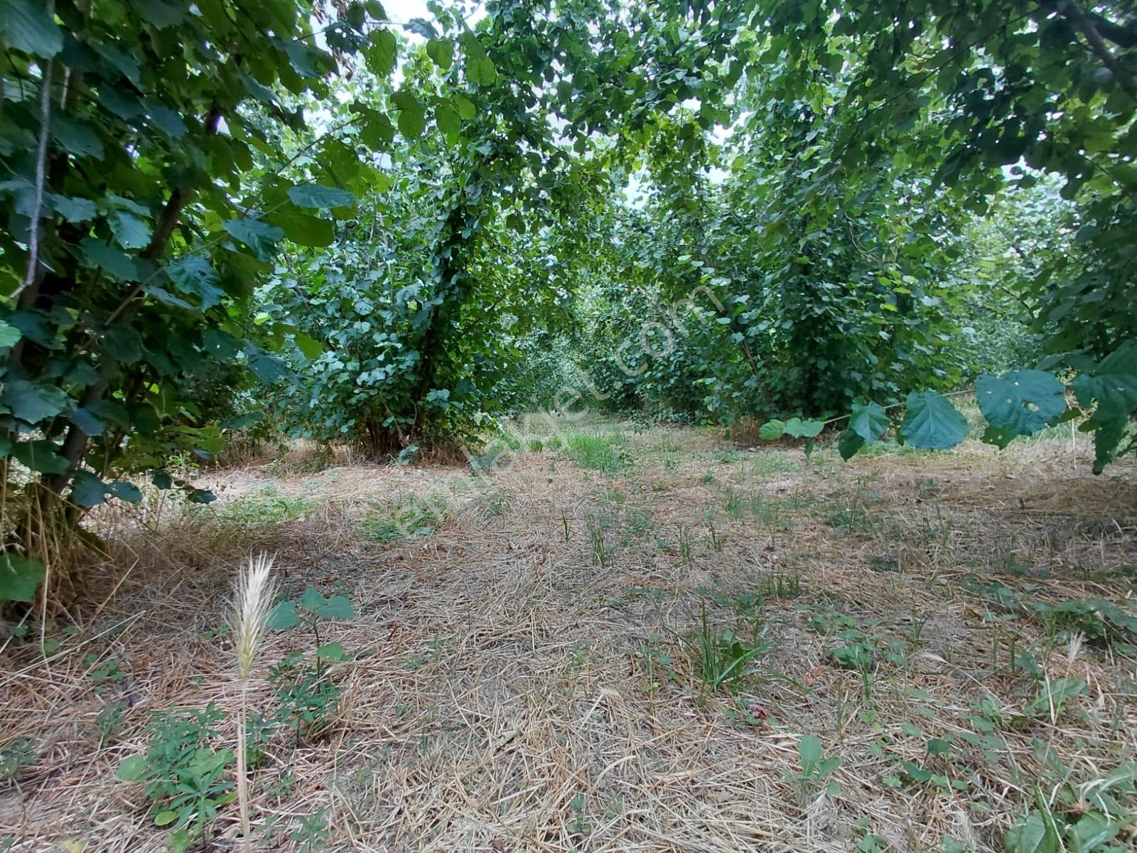 Karapürçek Merkezde 546 M2 3 Kat Konut İmarlı Satılık Arsa - Görsel 31