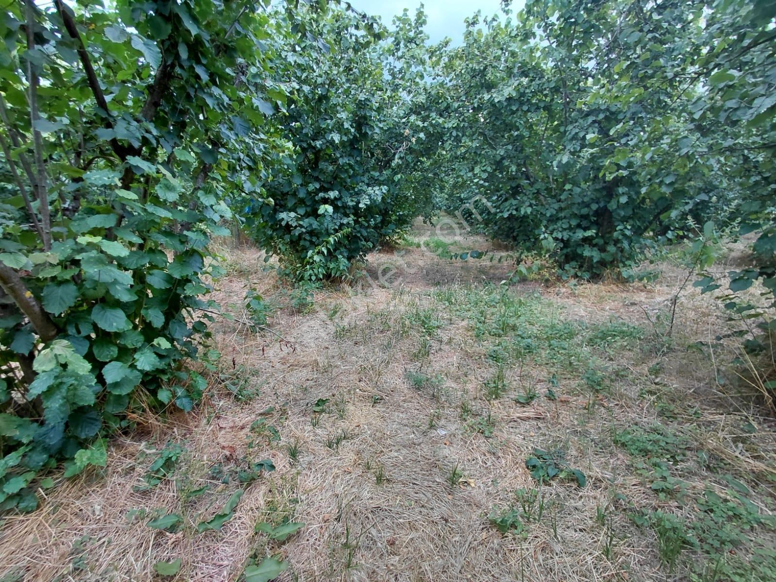 Karapürçek Merkezde 546 M2 3 Kat Konut İmarlı Satılık Arsa - Görsel 29