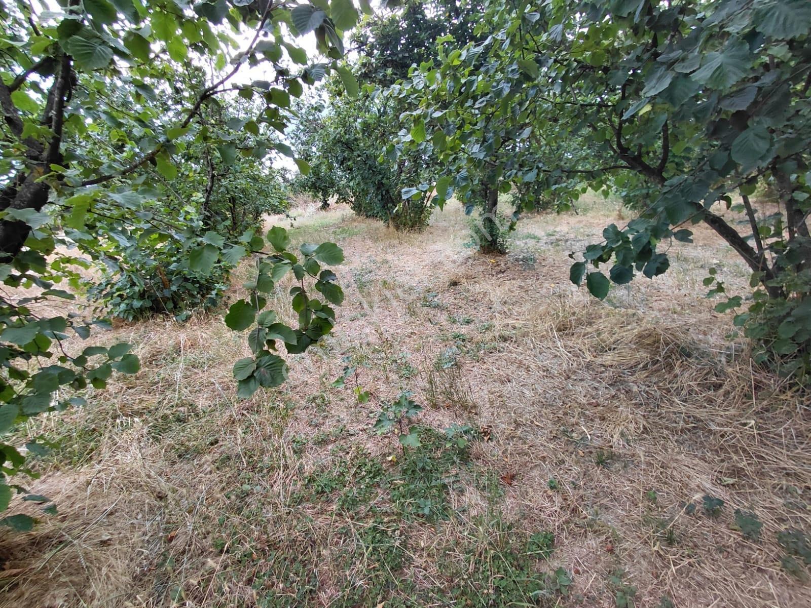 Karapürçek Merkezde 546 M2 3 Kat Konut İmarlı Satılık Arsa - Görsel 35
