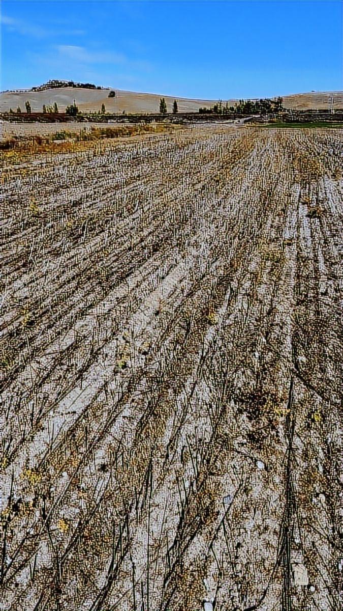 Salbaş Merkeze 5dk_çakıt Mevki_ana Yol Üzeri 31774m2 Tarla..! - Görsel 8
