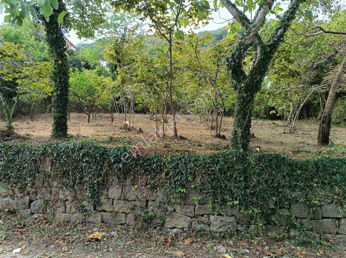 Perşembe'de Altyapısı Hazır, Yerleşime Uygun Yatırımlık Arsa