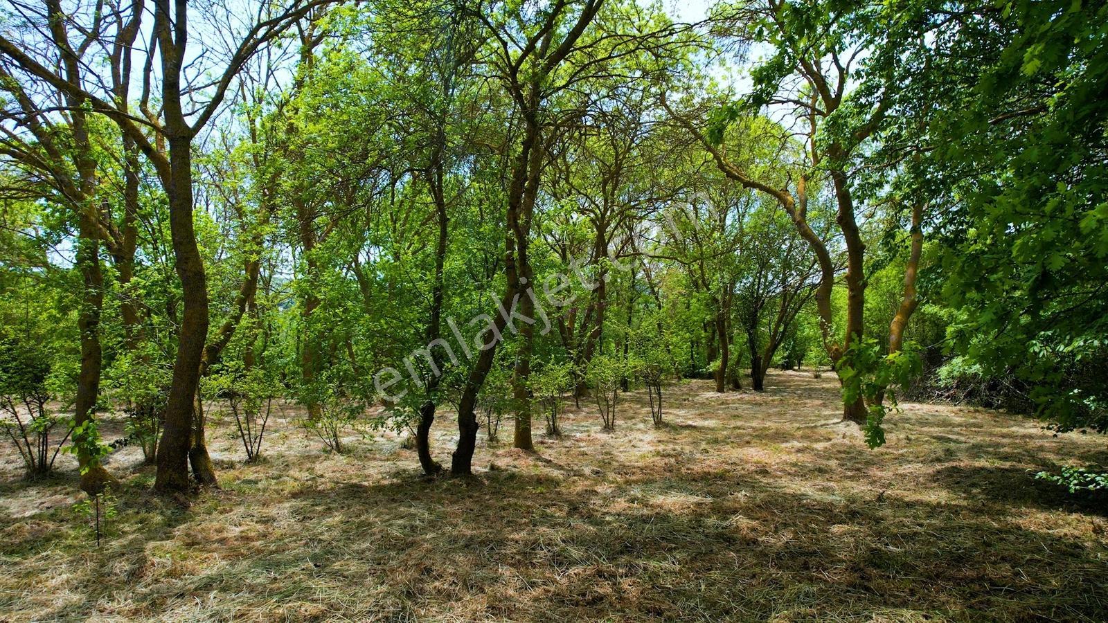 Çatalca Dağyenice 8.935 M² Arazi İçinde Satılık Müstakil Villa - Görsel 17