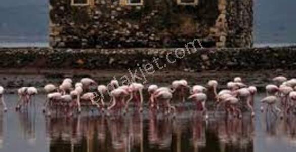 Muğla Bodrum Milas Boğaziçi Adabükü Plajlı Sitede Bahçe Katı - Görsel 34