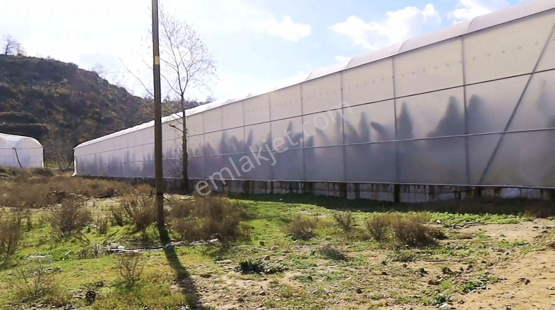 Manavgat Cevizler Satılık Muz Ve Avakado Serası - Görsel 7