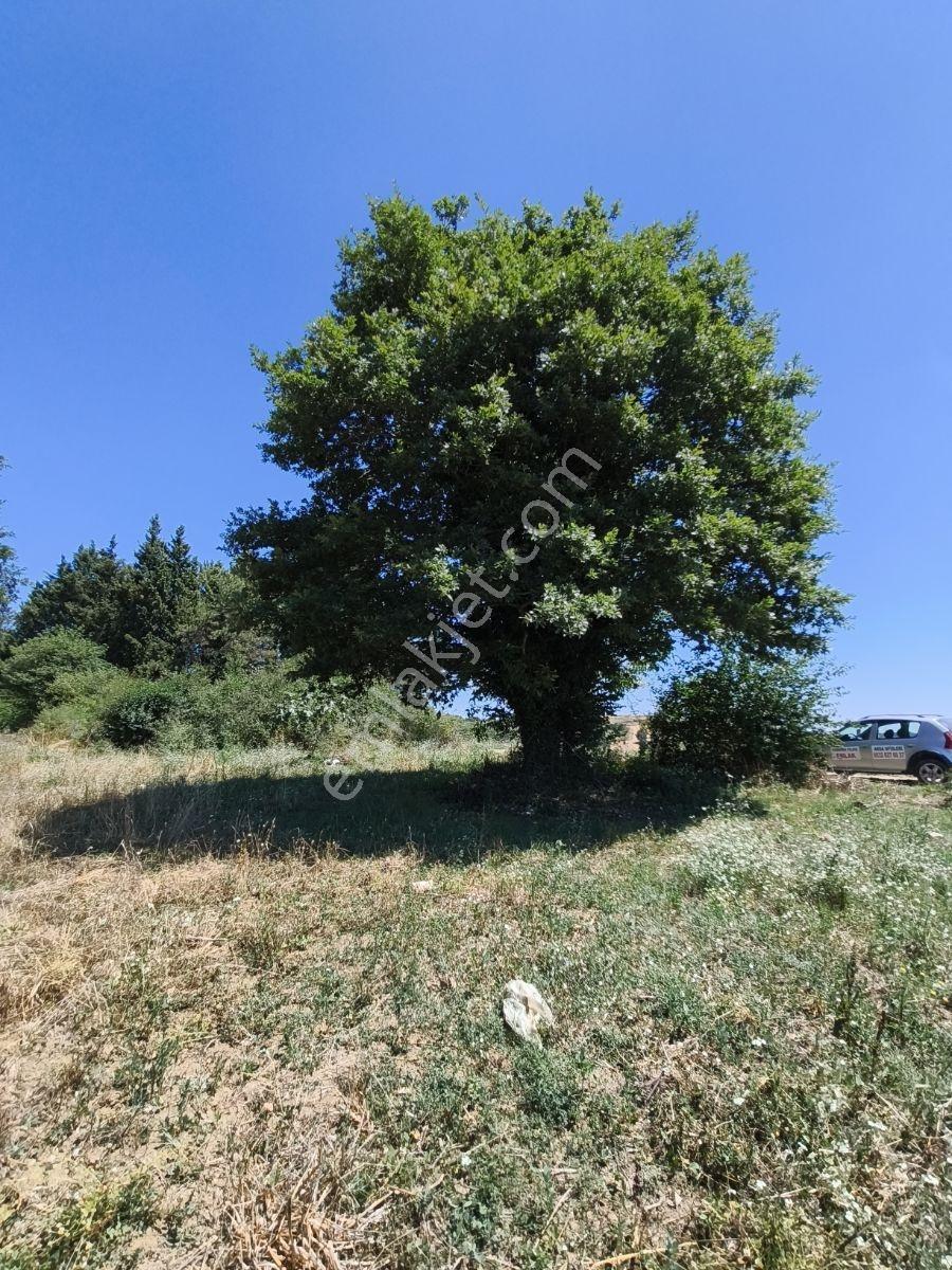 Kandıra Bozburunda 3.513 M2 Resmi Yollu İmarlı Merkeze 6 Km.arsa