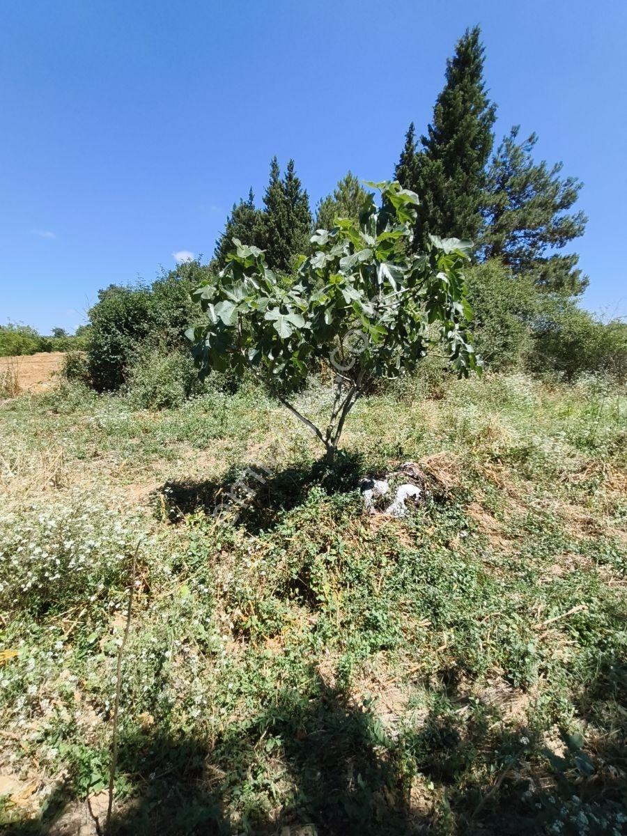 Kandıra Bozburunda 3.513 M2 Resmi Yollu İmarlı Merkeze 6 Km.arsa - Görsel 14