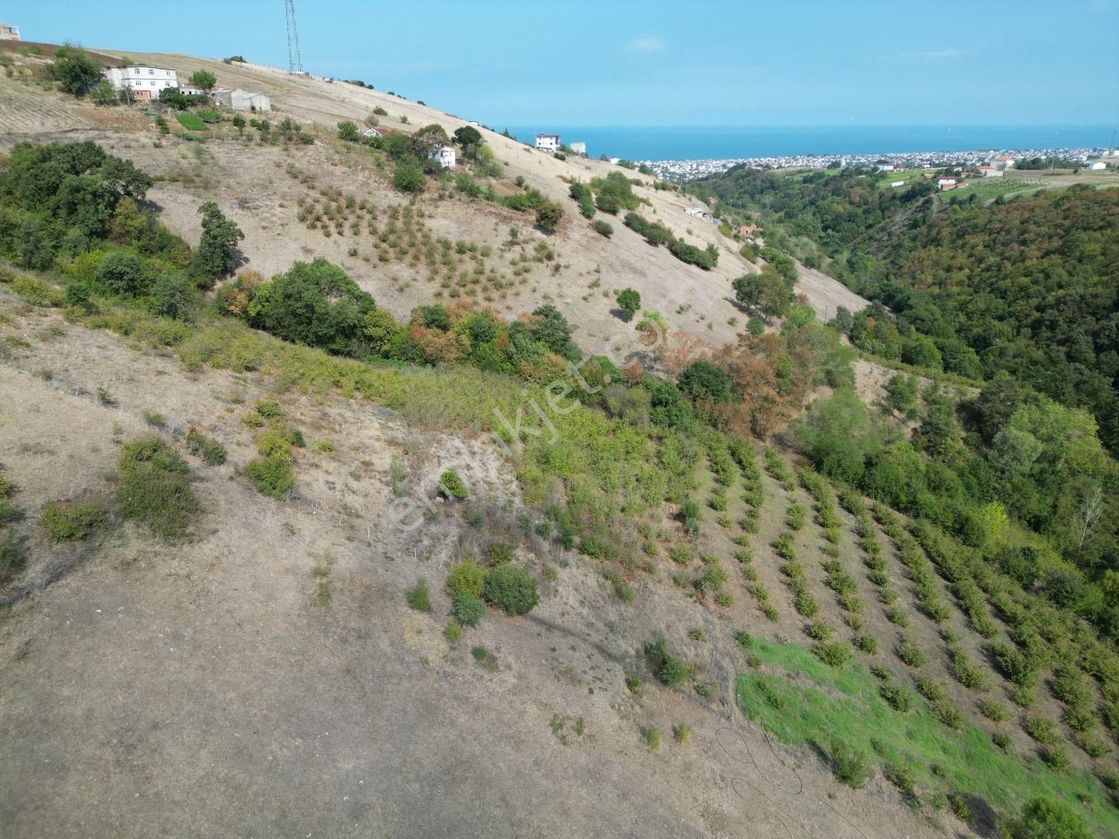 Atakum Kurugökçede Doğa İle İç İçe Tarla 1.613 M² - Görsel 19