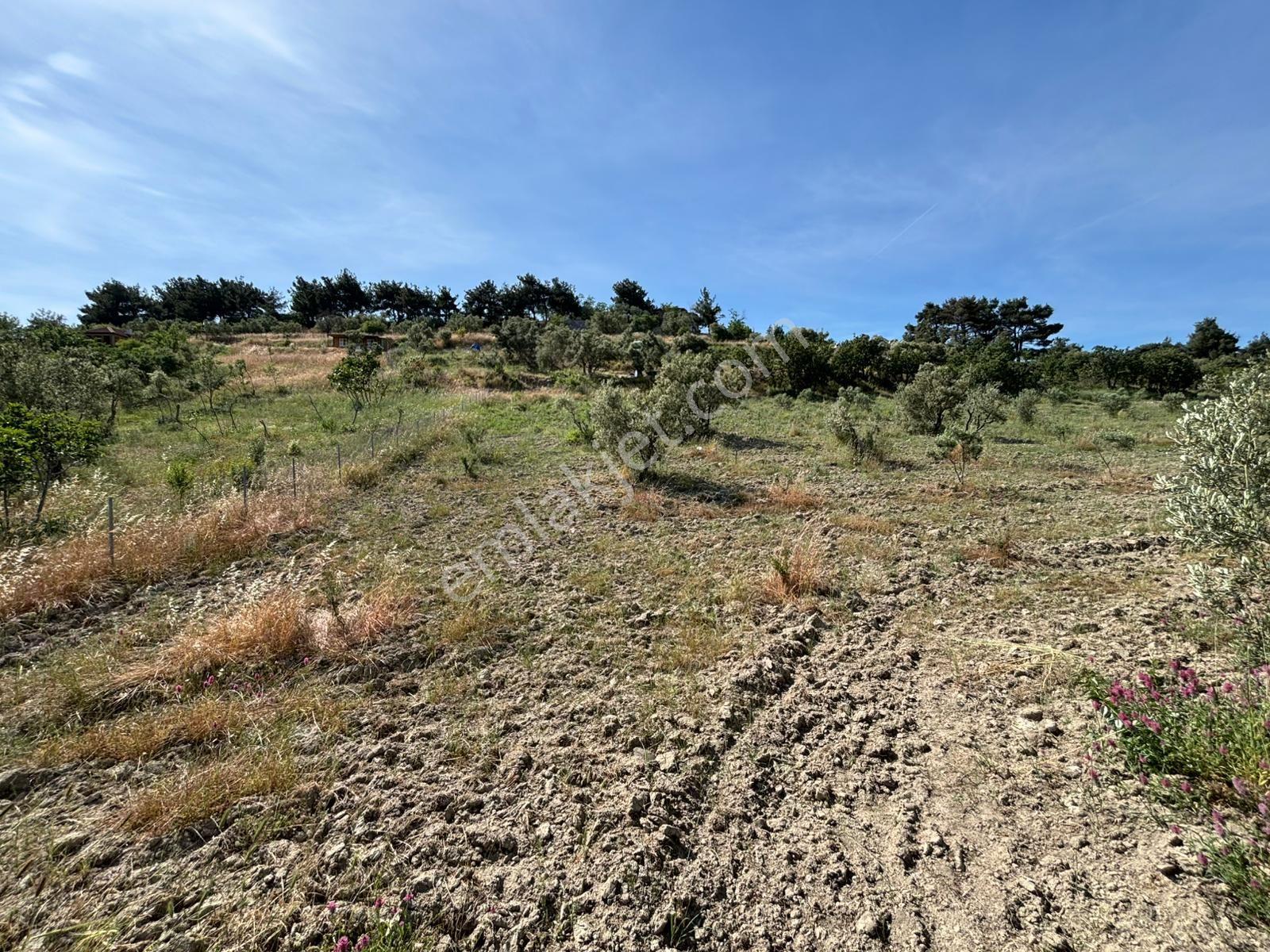 Çanakkale İntepe Kadastral Yola Cepheli Tarla - Görsel 13