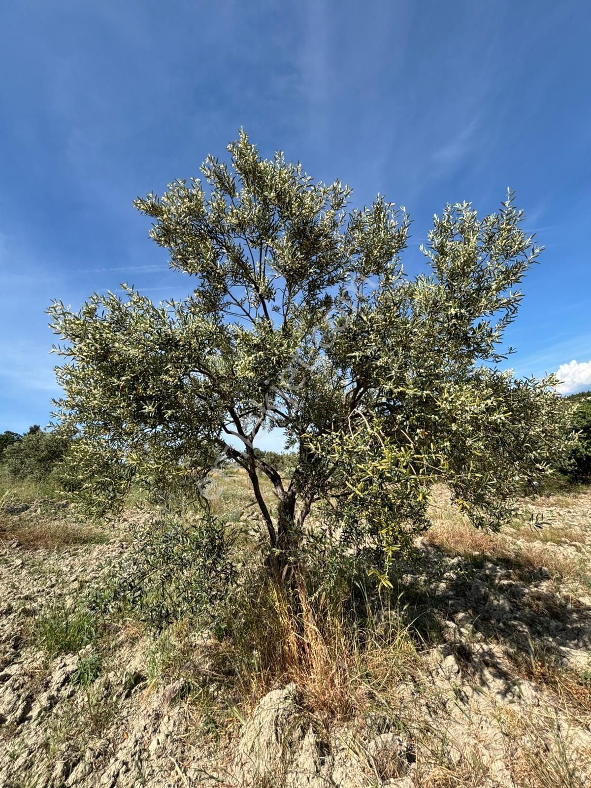 Çanakkale İntepe Kadastral Yola Cepheli Tarla - Görsel 8