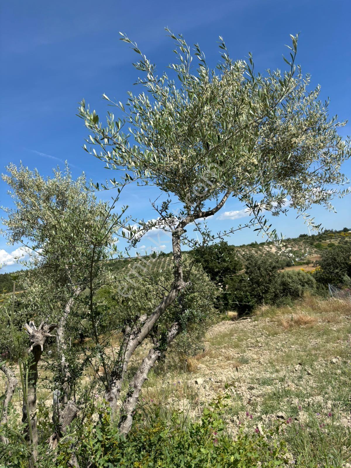 Çanakkale İntepe Kadastral Yola Cepheli Tarla - Görsel 7