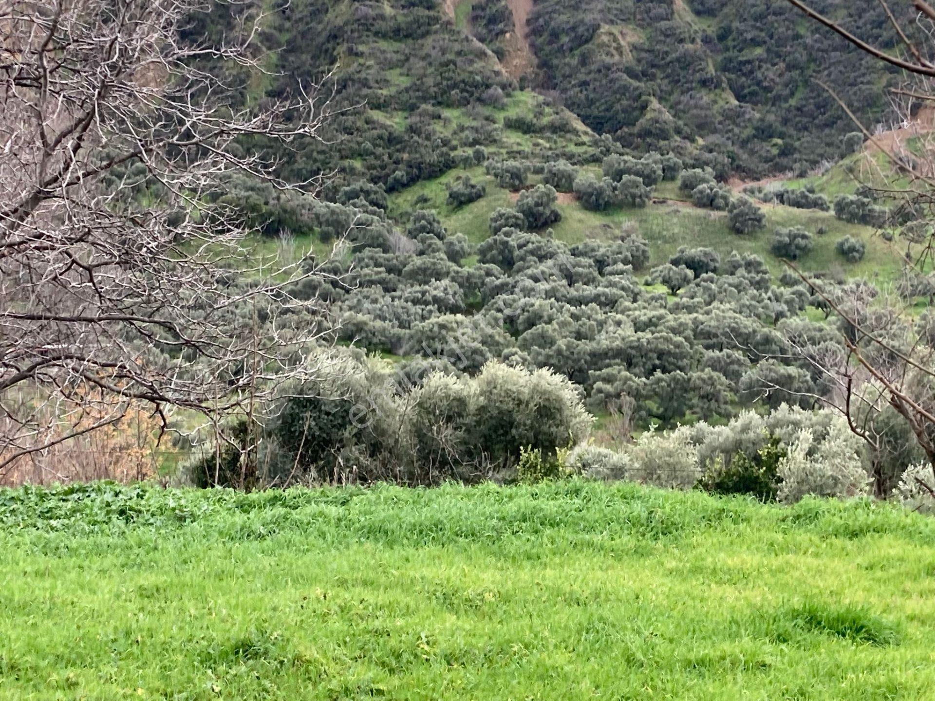 Nazilli Yakını Kestel Mah Köyiçi İmarlı Arsa Ve Bahçe 1200 M2 - Görsel 11