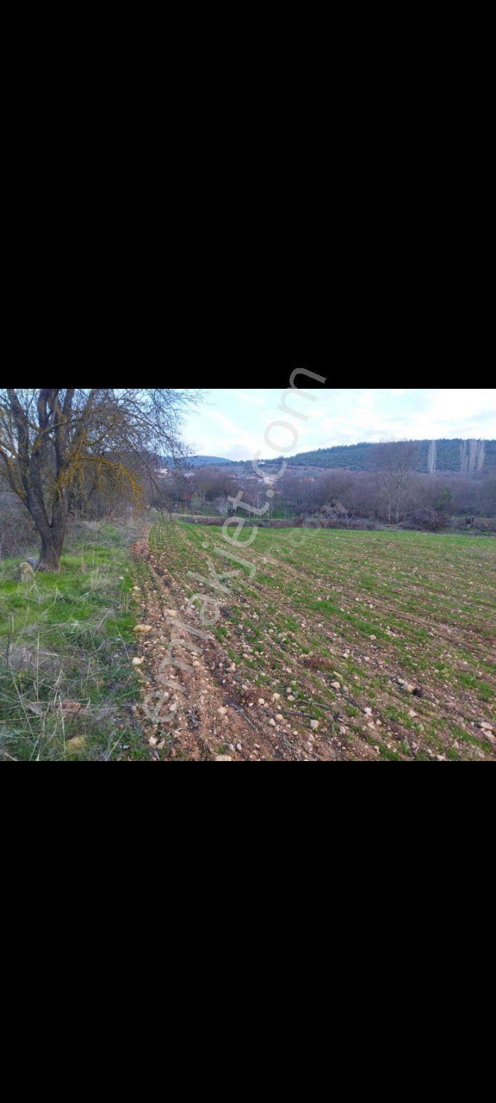 Bilecik Tek Tapu Tarla