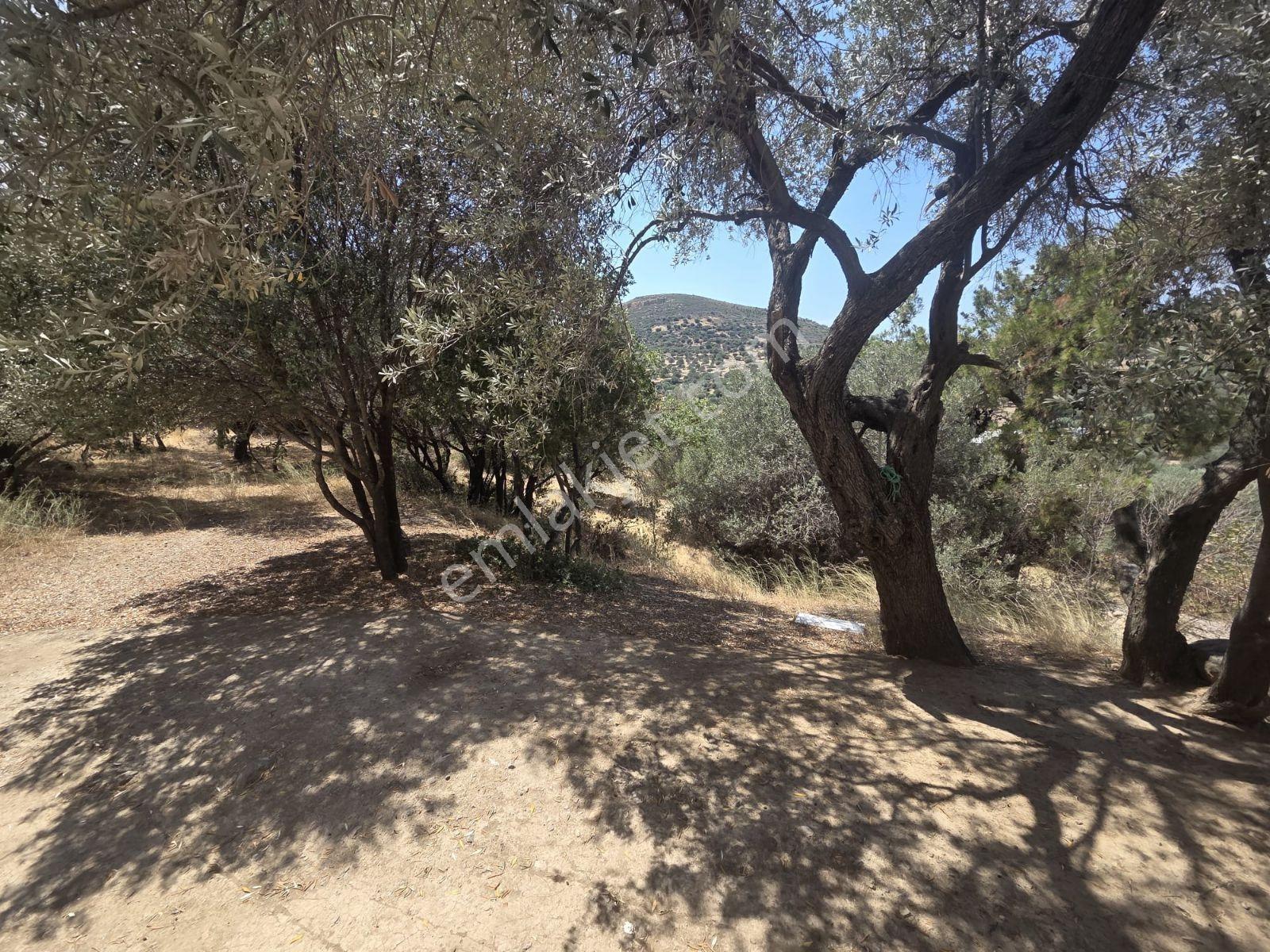 Yenifoça'da Tam Müstakil Doğa Ve Deniz Manzaralı Satılık Villa - Görsel 24