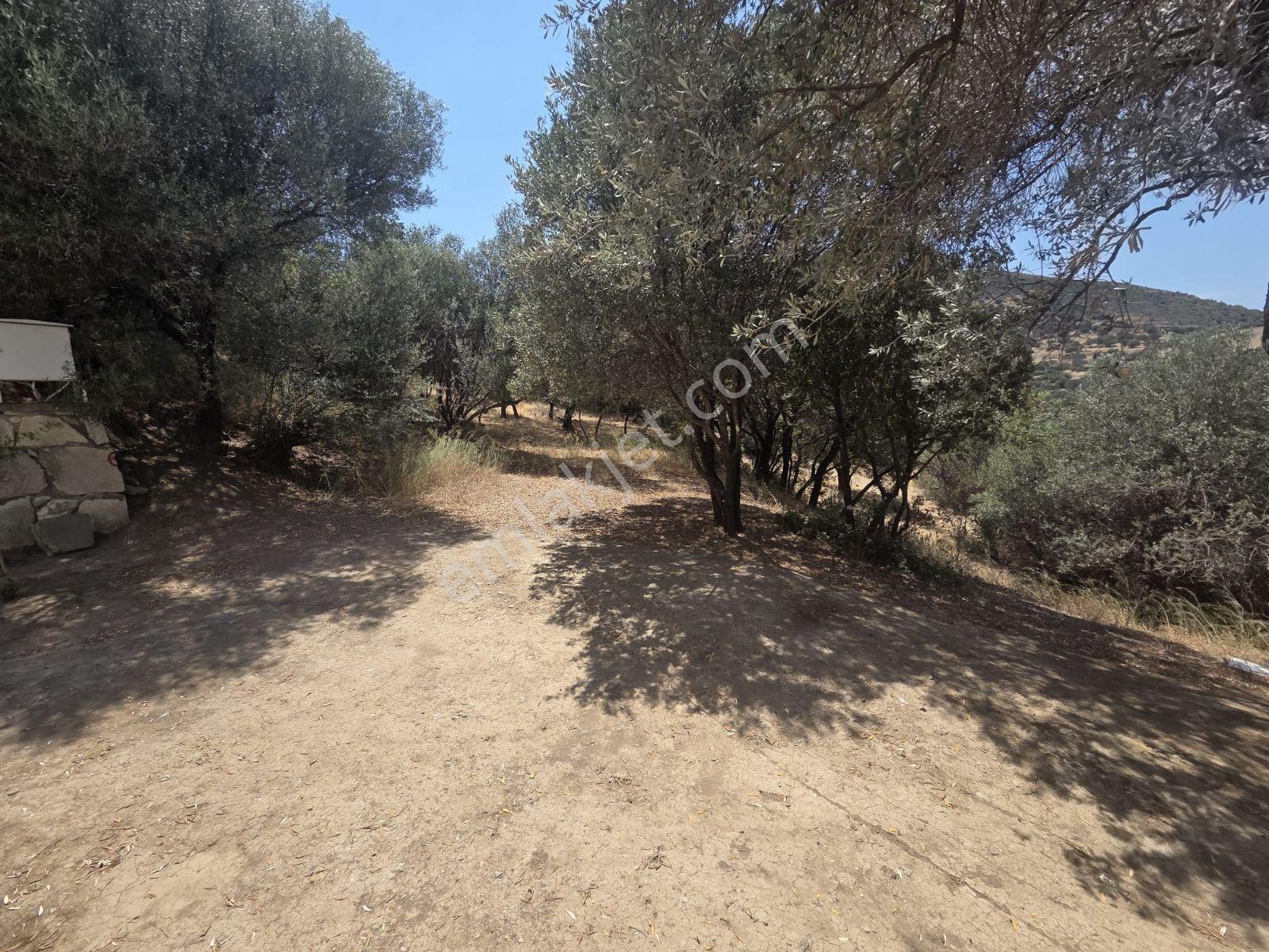 Yenifoça'da Tam Müstakil Doğa Ve Deniz Manzaralı Satılık Villa - Görsel 29