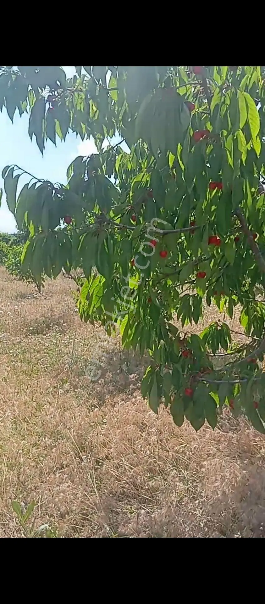 Darbogaz\atatürk Satılık 6792 Metre Tarla İçinde 30/35 Adet Kadar Çoğunluk Kiraz/ Ceviz Var - Görsel 3
