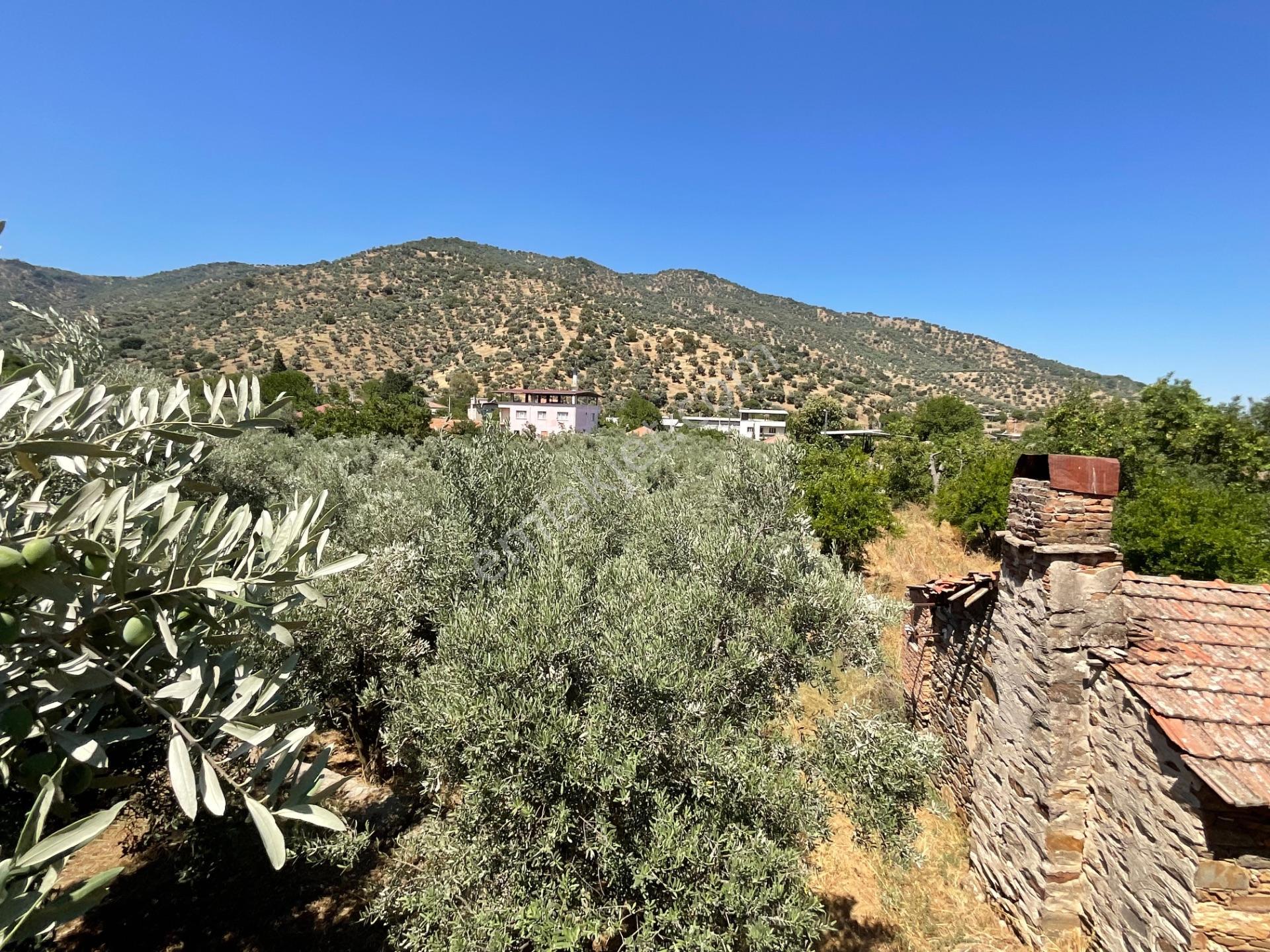 Aydın Çine Bahçearası’nda 2193 M² Satılık İmarlı Arsa - 130 Zeytin Ağaçlı - Görsel 8
